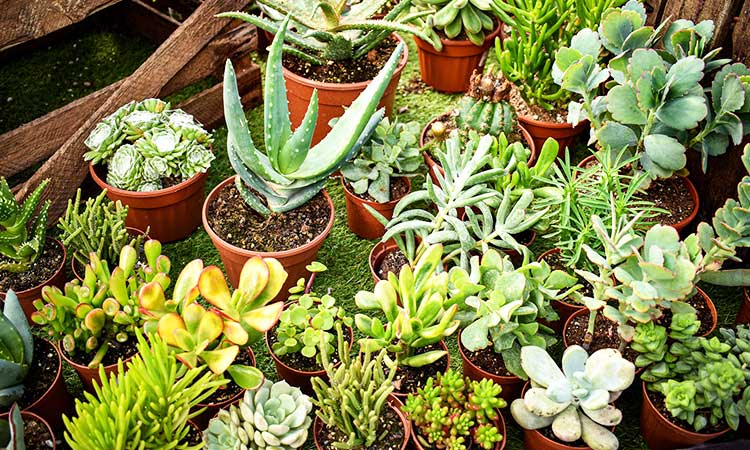 hábito diario de cuidar de plantas